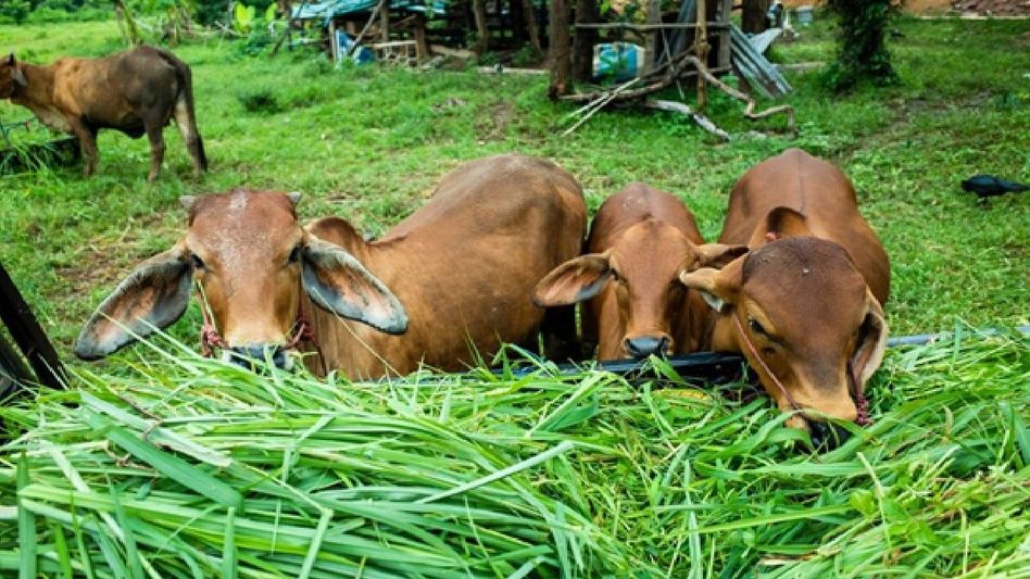 Arunachal conducts first successful artificial insemination process Arunachal conducts first successful artificial insemination process