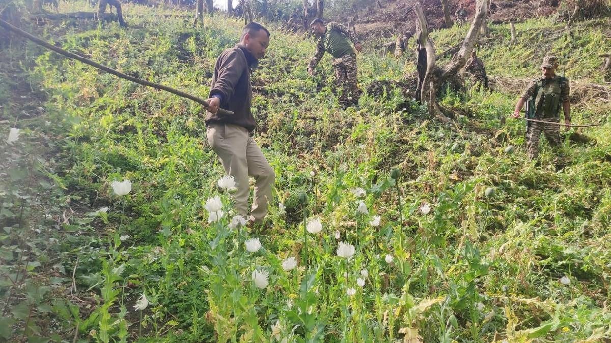 Manipur security forces dismantle 50 acres of illegal poppy cultivation