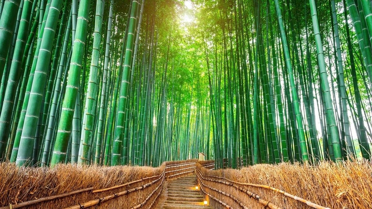 Meghalaya expands Bamboo Mission to 383 hectares since 2018