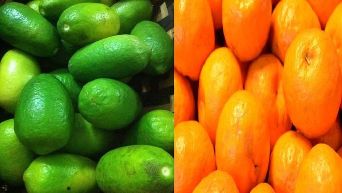 Assam Lemon (Kaji Nemu - L), Khasi Mandarin (R)