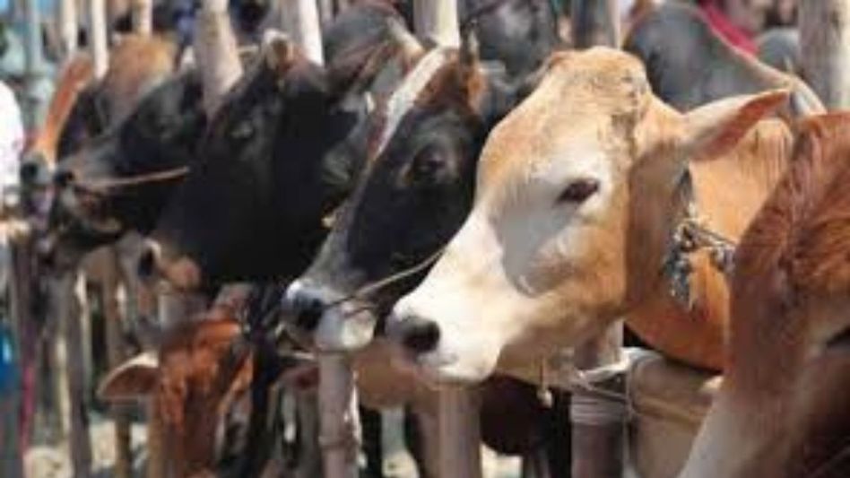 Assam: BSF apprehends two suspects in cattle smuggling near Indo-Bangladesh border in Dhubri Assam: BSF apprehends two suspects in cattle smuggling near Indo-Bangladesh border in Dhubri