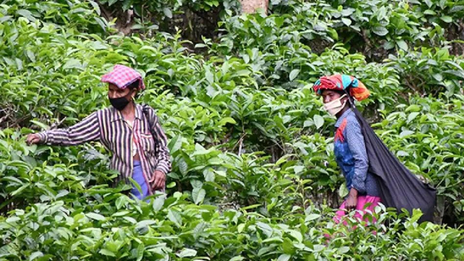 Assam tea body appreciates budget proposal for AI-driven auctioning system Assam tea body appreciates budget proposal for AI-driven auctioning system