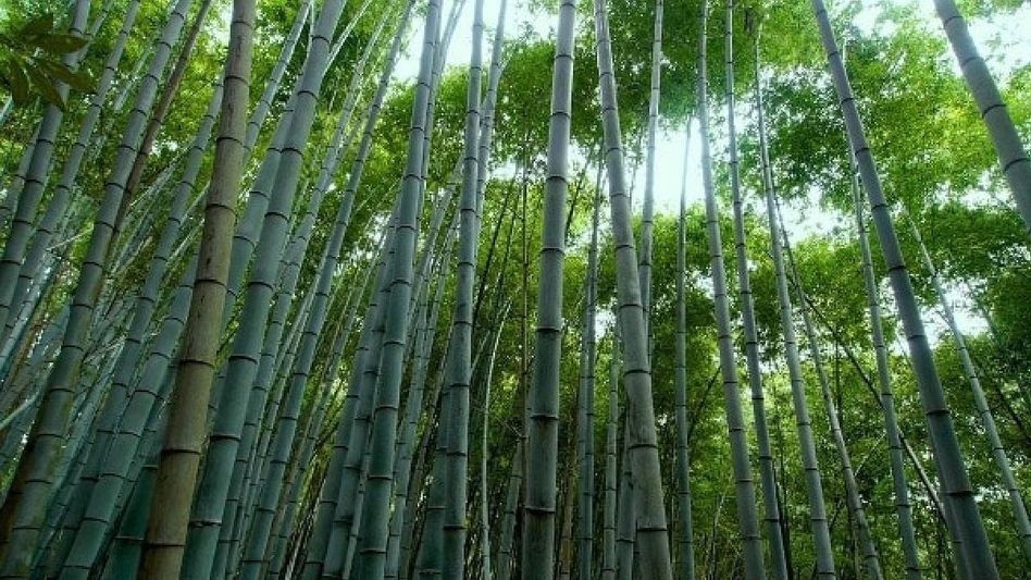 Tripura emerges as bamboo hub, driving industrial growth with over 19 species Tripura emerges as bamboo hub, driving industrial growth with over 19 species