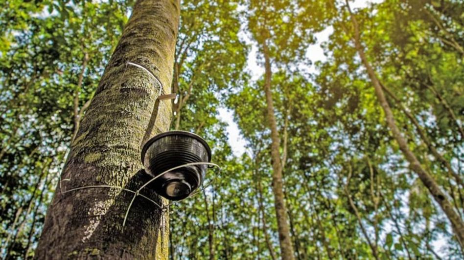 Tripura to set up 28 smoke houses under SASCI Scheme to boost rubber production Tripura to set up 28 smoke houses under SASCI Scheme to boost rubber production