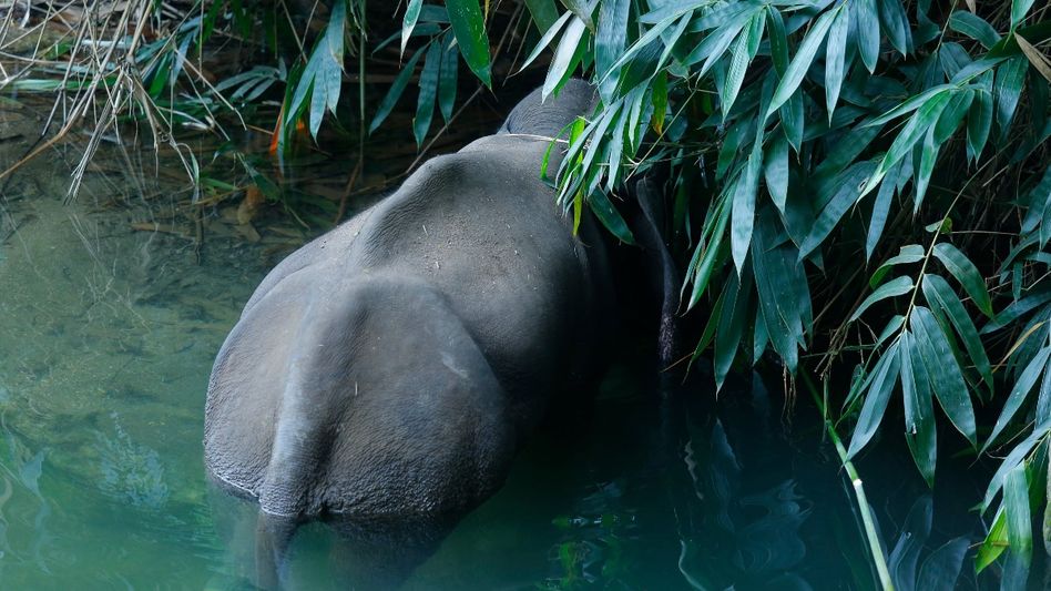 Assam: Pregnant elephant killed, meat taken away by poachers Assam: Pregnant elephant killed, meat taken away by poachers