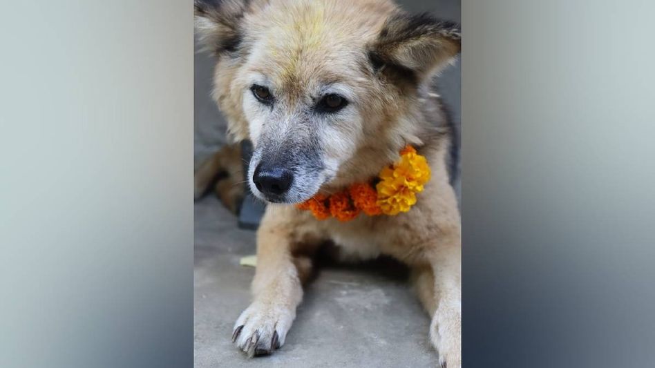 From compassion to action: Why Sikkim must step up its animal protection efforts From compassion to action: Why Sikkim must step up its animal protection efforts