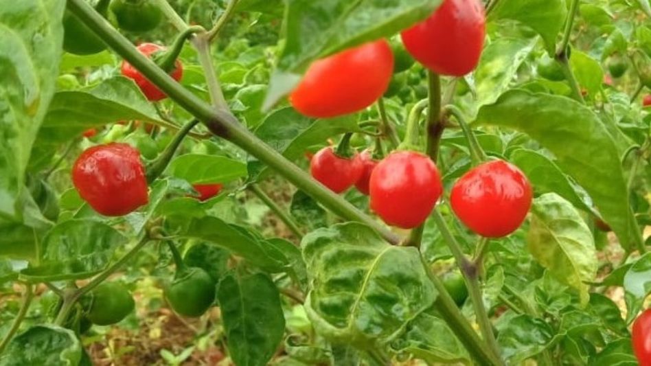 Sikkim's GI-tagged Dalle chilly makes its way to Solomon Islands Sikkim's GI-tagged Dalle chilly makes its way to Solomon Islands