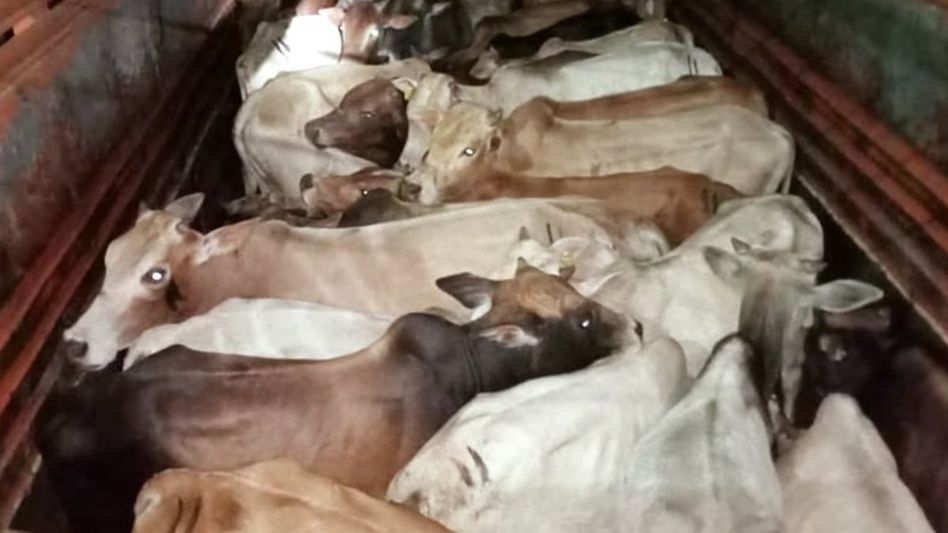 Assam Assembly passes amendment allowing transport of cattle by authorised persons Assam Assembly passes amendment allowing transport of cattle by authorised persons