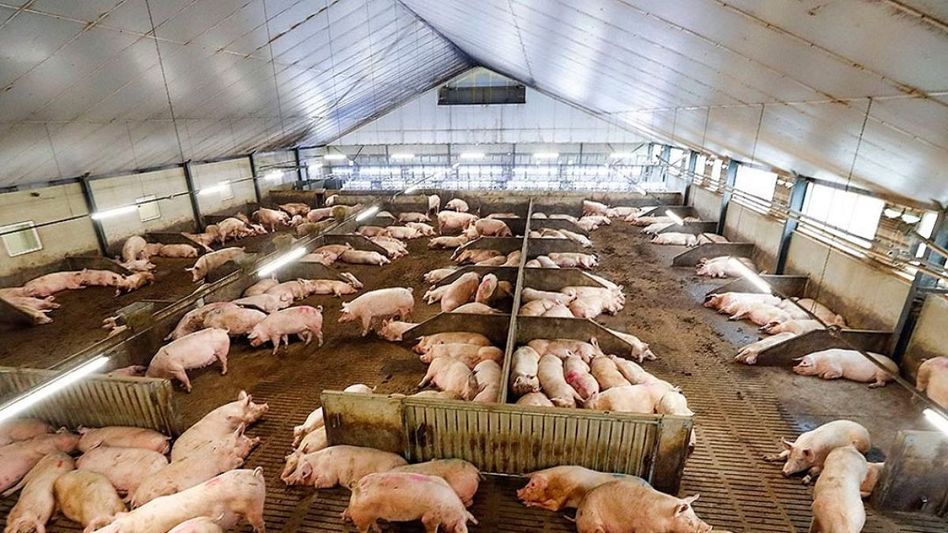 Arunachal minister urges pig farmers to adopt commercial farming Arunachal minister urges pig farmers to adopt commercial farming