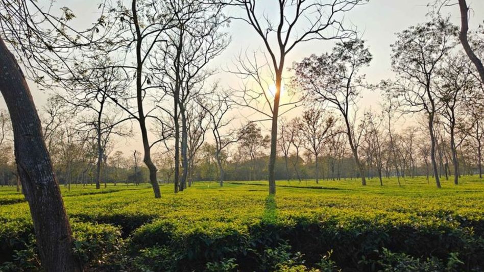 Assam’s Attabarie tea wins global recognition at 2025 Global Tea Championship in Las Vegas Assam’s Attabarie tea wins global recognition at 2025 Global Tea Championship in Las Vegas