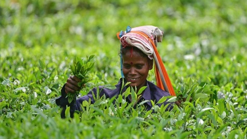 Assam tea estates to cultivate oil palm under government scheme Assam tea estates to cultivate oil palm under government scheme