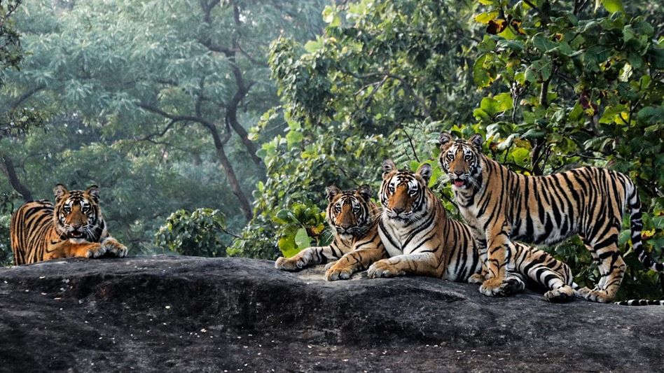 Arunachal: Month-long drive in Itanagar against illegal trade and poaching Arunachal: Month-long drive in Itanagar against illegal trade and poaching