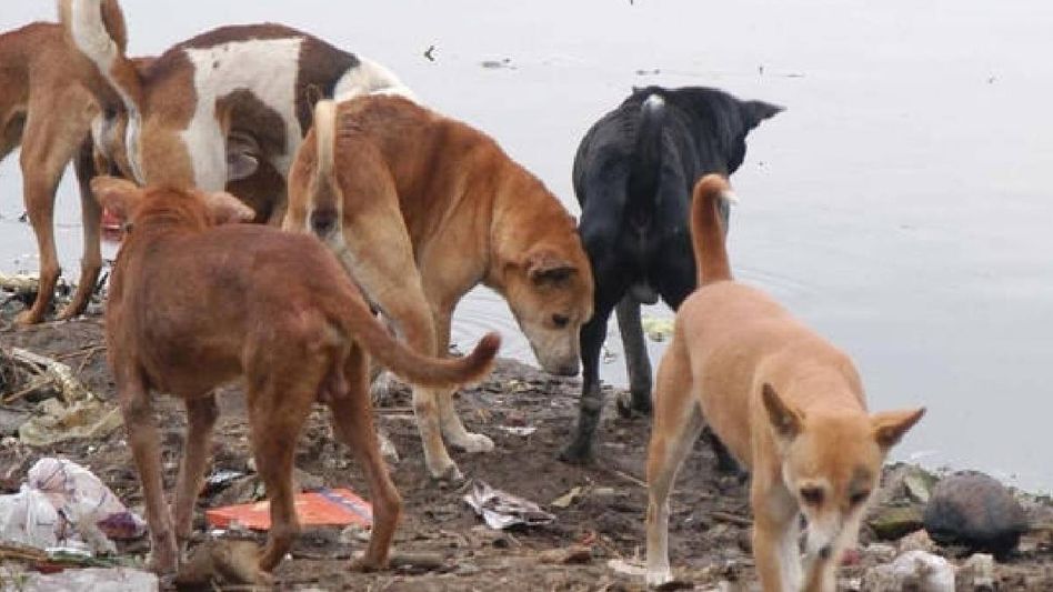 Manipur: Door-to-door dog vaccination drive underway after rabies outbreak kills one Manipur: Door-to-door dog vaccination drive underway after rabies outbreak kills one