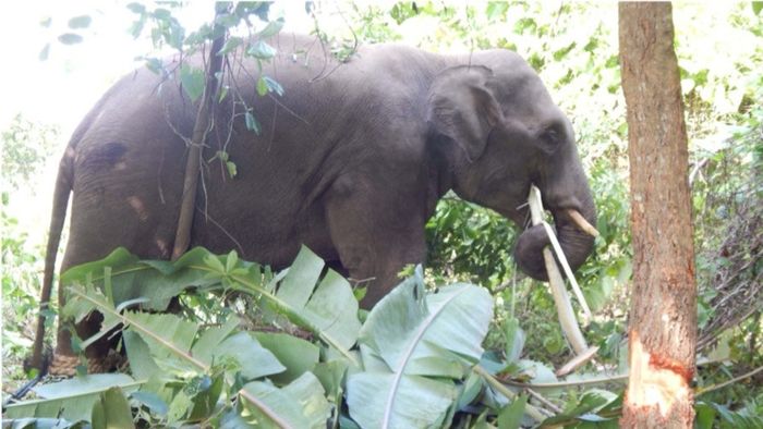 Tripura steps up efforts to tackle rising human-elephant conflict