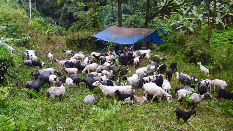 192 NGO-distributed goats die mysteriously in Sikkim's Gyalshing 192 NGO-distributed goats die mysteriously in Sikkim's Gyalshing