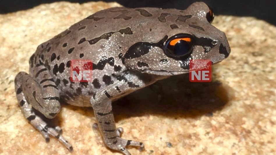 New frog species discovered in Assam; named after Guwahati’s Arya Vidyapeeth College New frog species discovered in Assam; named after Guwahati’s Arya Vidyapeeth College