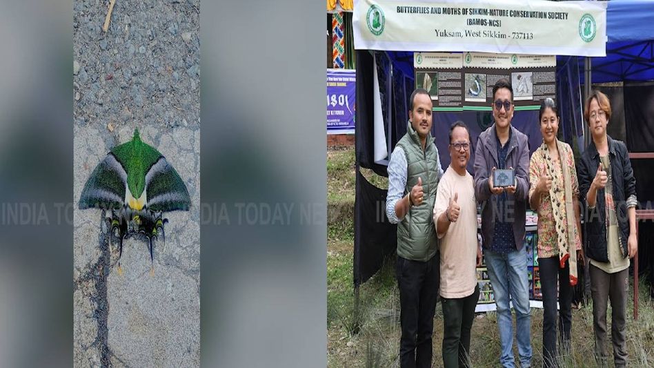 Historic sighting: First live photograph of female Kaiser-i-Hind captured in Sikkim Historic sighting: First live photograph of female Kaiser-i-Hind captured in Sikkim