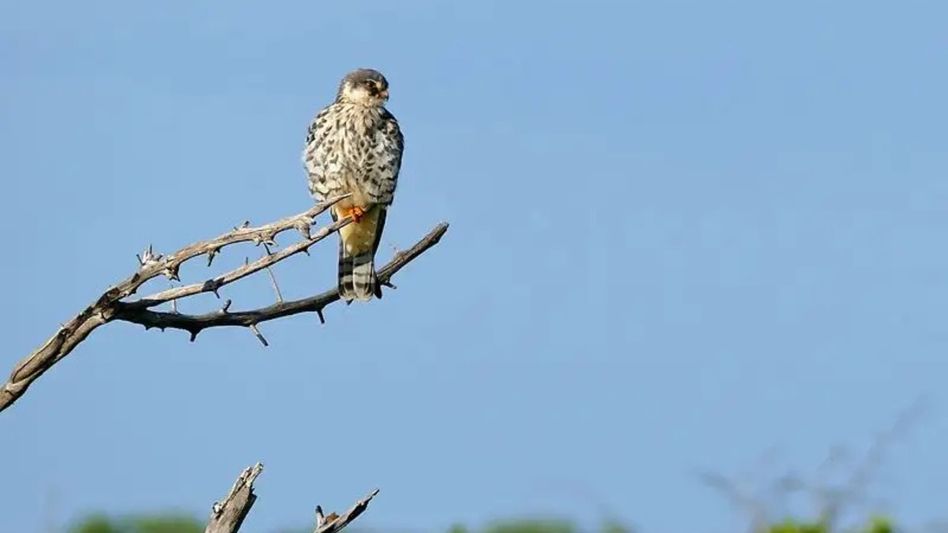 Amur Falcon tagged in Manipur begins 22,000 km return to Siberia Amur Falcon tagged in Manipur begins 22,000 km return to Siberia