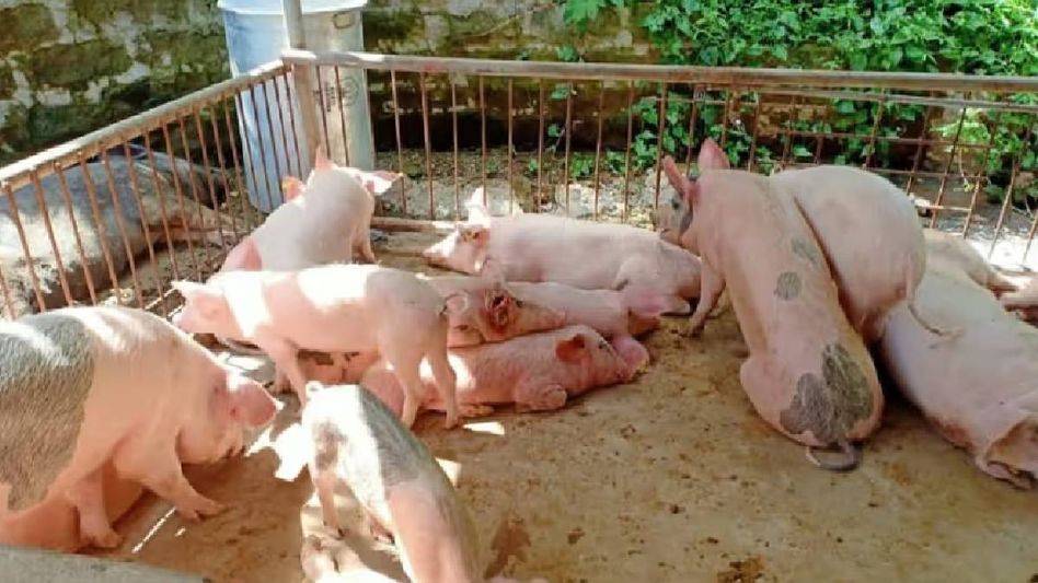 Over 2,300 pigs dead from African Swine Fever in four Mizoram districts Over 2,300 pigs dead from African Swine Fever in four Mizoram districts