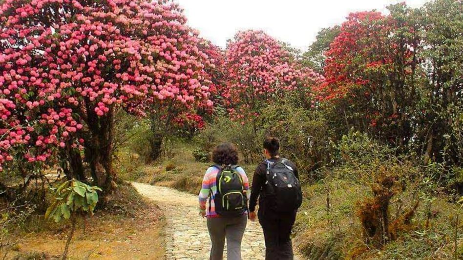 Tourists flock to Barsey Rhododendron Sanctuary as Sikkim’s blossoming gem attracts nature lovers Tourists flock to Barsey Rhododendron Sanctuary as Sikkim’s blossoming gem attracts nature lovers