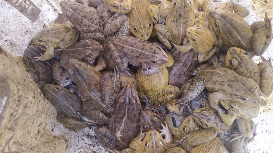 Assam's railway personnel rescue 450 live frogs during wildlife protection drive at Silchar station Assam's railway personnel rescue 450 live frogs during wildlife protection drive at Silchar station