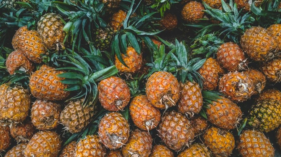 Tripura's pineapple market to see global push with Rs 132.62-crore project Tripura's pineapple market to see global push with Rs 132.62-crore project