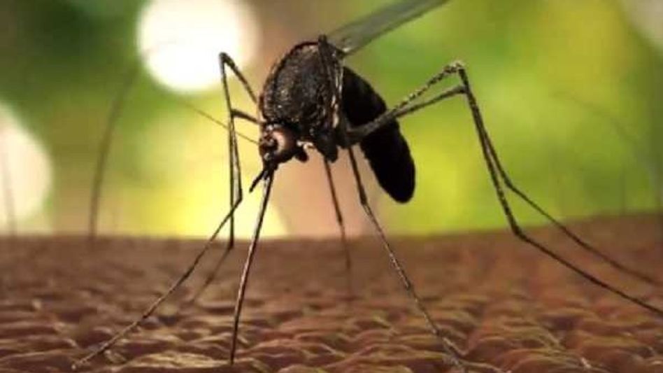 16 out of 27 Arunachal districts malaria-free: Official 16 out of 27 Arunachal districts malaria-free: Official
