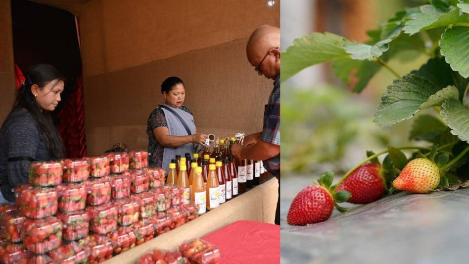 Meghalaya’s Strawberry Festival to return in May: Blend of culture and tourism Meghalaya’s Strawberry Festival to return in May: Blend of culture and tourism