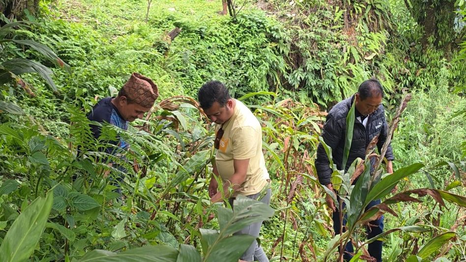 Sikkim's cardamom cultivation makes comeback with locally-invented biological medicine Sikkim's cardamom cultivation makes comeback with locally-invented biological medicine