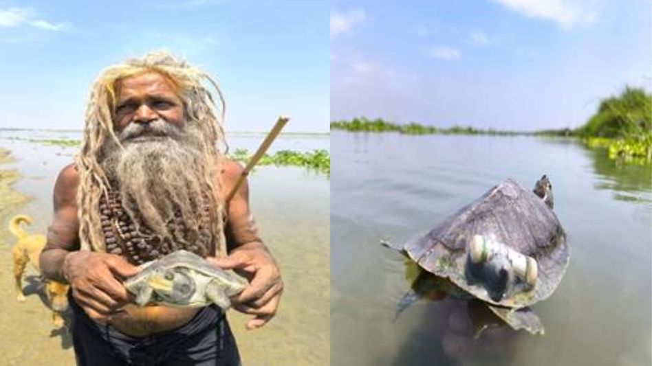 Endangered turtles make comeback as Ganga reintroduction project takes off Endangered turtles make comeback as Ganga reintroduction project takes off