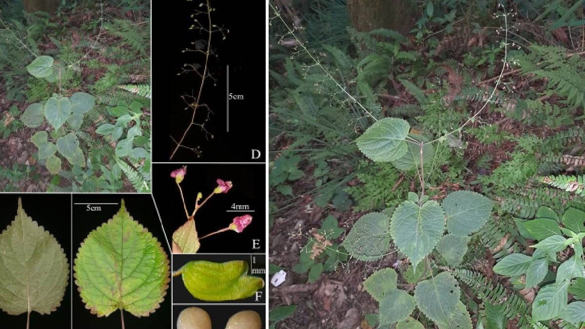 Two rare plants found in Sikkim; one reported for the first time in India Two rare plants found in Sikkim; one reported for the first time in India