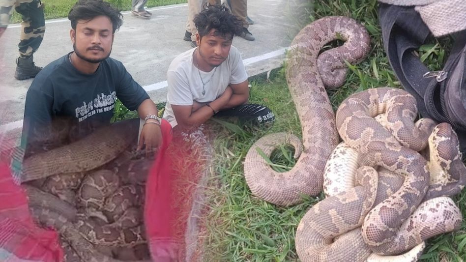 India's biggest Sand Boa smuggling bid thwarted, over 200 rescued in Dhubri India's biggest Sand Boa smuggling bid thwarted, over 200 rescued in Dhubri