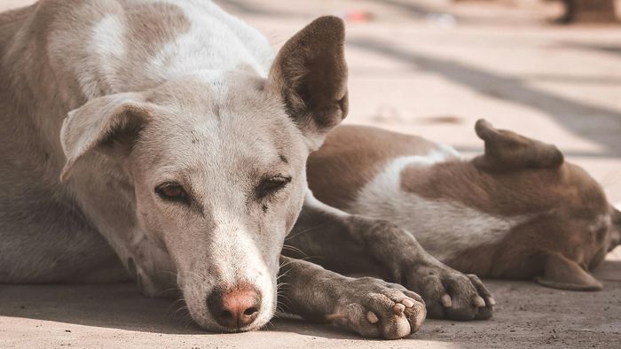 Meghalaya HC orders statewide action to tackle stray dog menace