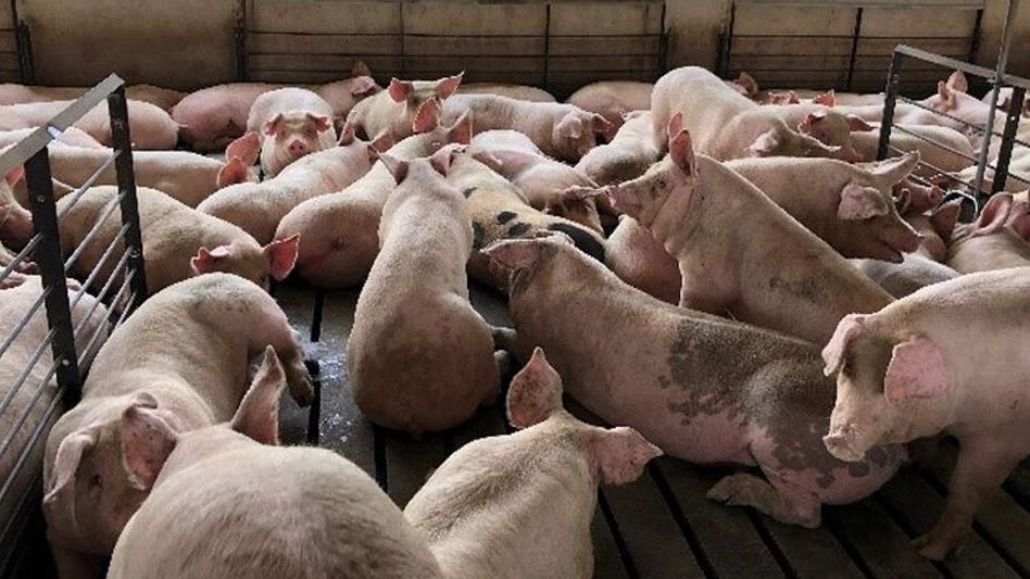 Assam's Barpeta imposes curbs to contain African swine fever outbreak Assam's Barpeta imposes curbs to contain African swine fever outbreak