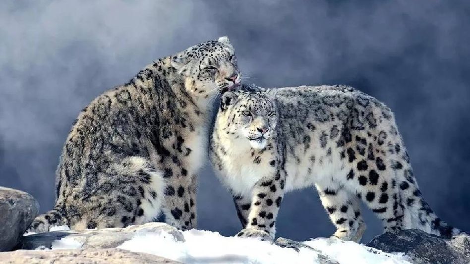 Sikkim turns 50 with gift from nature: 21 endangered snow leopards counted Sikkim turns 50 with gift from nature: 21 endangered snow leopards counted