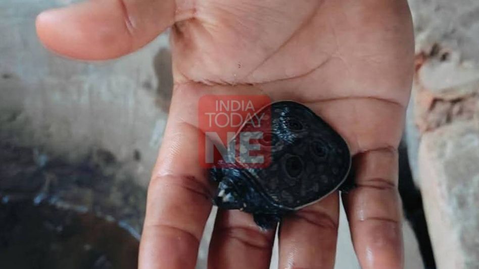 Tripura government commissions year-long study on Bostami Turtles of Kalyan Sagar Tripura government commissions year-long study on Bostami Turtles of Kalyan Sagar
