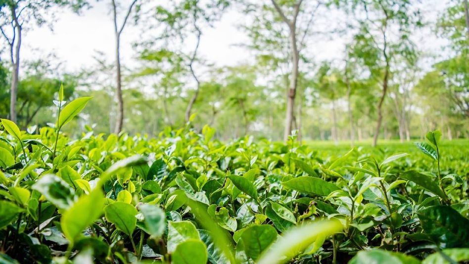 Assam CM greets tea garden community on International Tea Day, announces Rs 5,000 one time aid Assam CM greets tea garden community on International Tea Day, announces Rs 5,000 one time aid