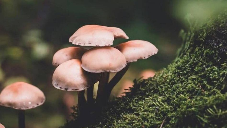 Mushroom waste to clean water: IIT-G's innovation fights contamination Mushroom waste to clean water: IIT-G's innovation fights contamination
