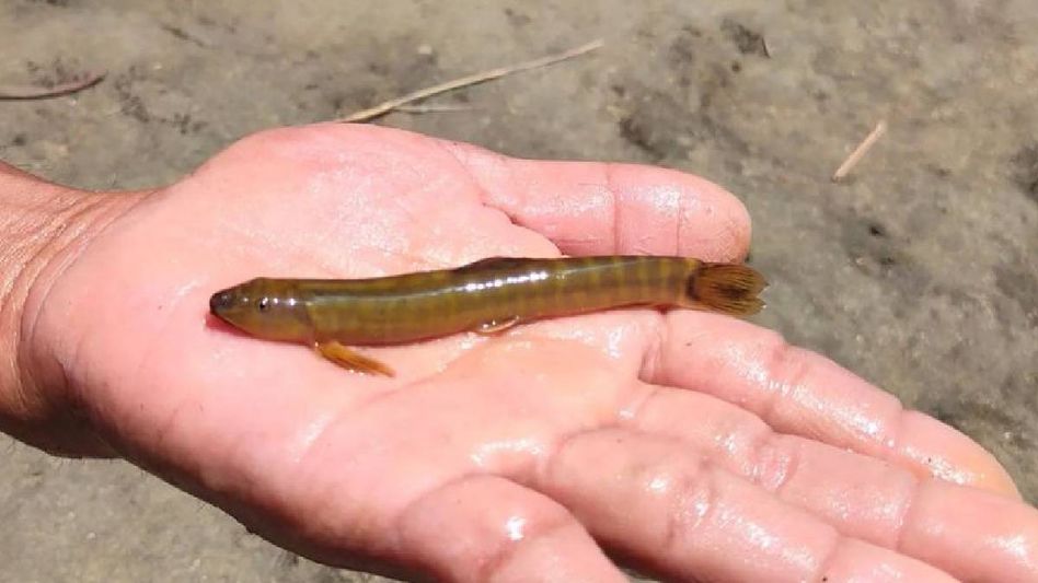 Researchers discover unique cave-dwelling fish species in Meghalaya Researchers discover unique cave-dwelling fish species in Meghalaya