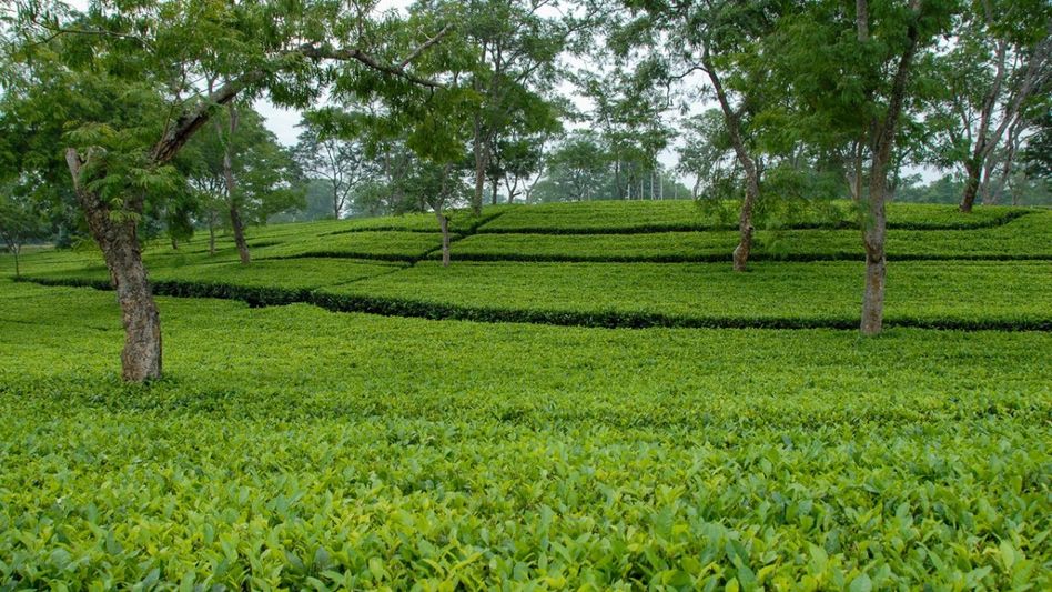 Tripura’s Ludhua Tea Estate to be transformed into eco-tourism park Tripura’s Ludhua Tea Estate to be transformed into eco-tourism park