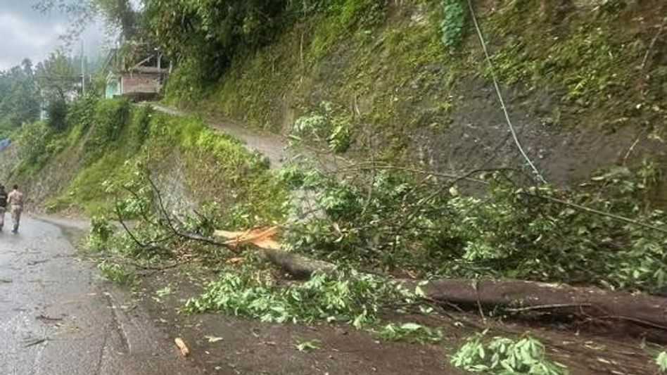 Sikkim man dies after tree falls at Gangtok bypass construction site Sikkim man dies after tree falls at Gangtok bypass construction site