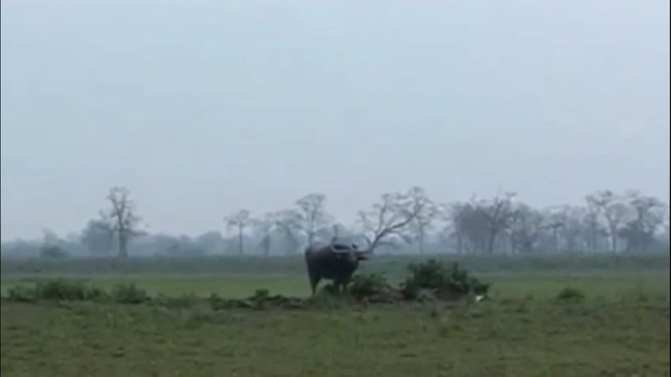Assam: Wild buffalo that caused panic in Tezpur found dead near Polo Field Assam: Wild buffalo that caused panic in Tezpur found dead near Polo Field