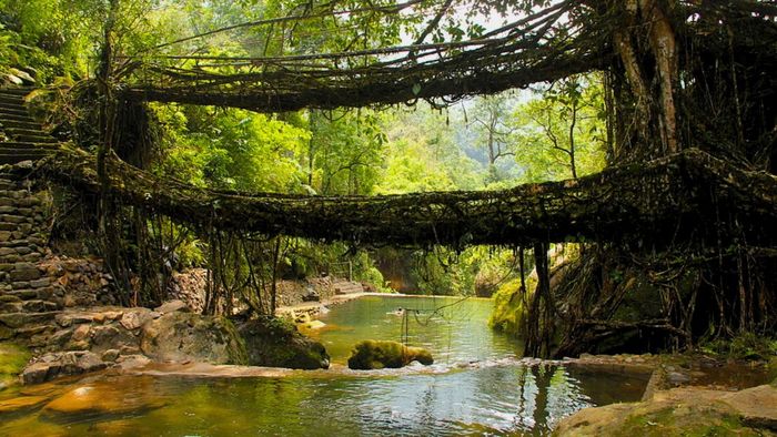 Meghalaya moves to protect living root bridges with heritage law changes