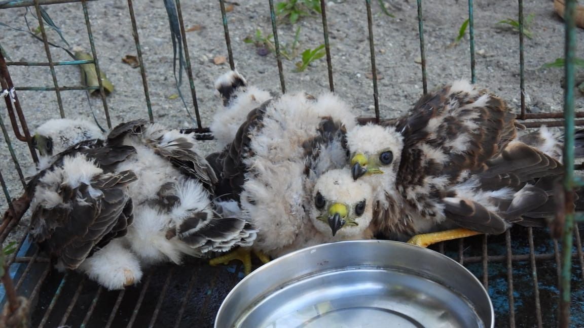 Assam: Three juvenile raptors rescued in Maghe Rowmari village, now safe at CWRC Assam: Three juvenile raptors rescued in Maghe Rowmari village, now safe at CWRC