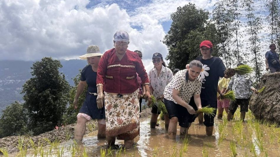 Sikkim MLA leads Phensong ward in paddy planting drive, celebrates community spirit Sikkim MLA leads Phensong ward in paddy planting drive, celebrates community spirit