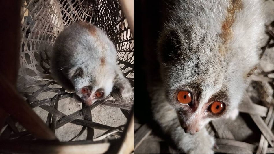 Endangered Slow Loris rescued from residential area in Assam’s Ledo, to be released into wild Endangered Slow Loris rescued from residential area in Assam’s Ledo, to be released into wild