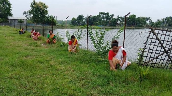 Nalbari leads Assam in tree plantation with over 1.7 million saplings planted since 2023