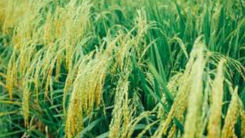 Tripura targets 500 kg more paddy production per hectare to achieve self-sufficiency Tripura targets 500 kg more paddy production per hectare to achieve self-sufficiency