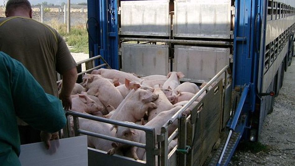 Assam Government tightens regulations on pig transport to curb African Swine Fever outbreak Assam Government tightens regulations on pig transport to curb African Swine Fever outbreak