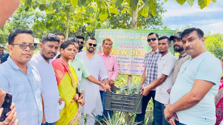 Tripura farmers airlift first pineapple consignment to Delhi market Tripura farmers airlift first pineapple consignment to Delhi market